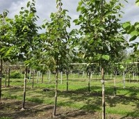 Morus illinois 'Everbearing' - Rode moerbei (kruising alba x rubra) - 1