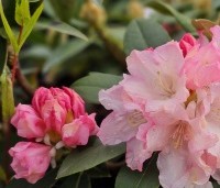 Rhododendron yakushimanum 'Dreamland' - Rododendron 'Dreamland' - 2