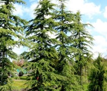 Cedrus deodara 'Karl Fuchs' april 2023