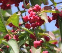 Euonymus 'Red Cascade'