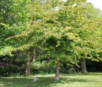 Parrotia Persica