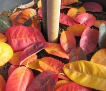 Amelanchier 'Raibow Pillar' en topper in de herfst!