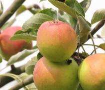 Cox appels
