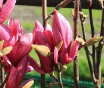 Magnolia Starburst