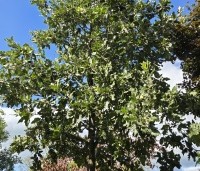 Quercus ithaburensis 'Hemelrijk Silver' - Semi- wintergroene eik 'Hemelrijk Silver' - 1