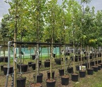 Amelanchier laevis 'Snowflakes' - Krentenboompje - 2