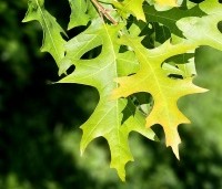 Quercus palustris - Moeraseik - 2