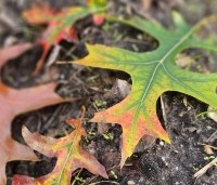 Quercus palustris - Moeraseik - 1