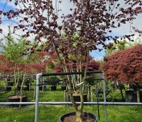 Corylus maxima 'Purpurea' - Roodbladige hazelnoot - 2
