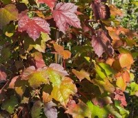 Parthenocissus tricuspidata 'Veitchii' - Wilde Wingerd Quickhedge - 4