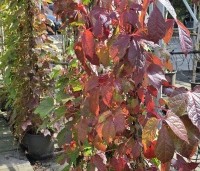 Parthenocissus tricuspidata 'Veitchii' - Wilde Wingerd Quickhedge - 3