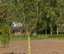 Aesculus 'Digitata'