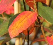 Amelanchier  herfst rood en geel
