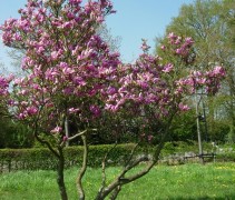 Magnolia 'Susan', meerstammige boom in volle bloei