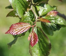 Parrotia persica 'Bella' zomerblad