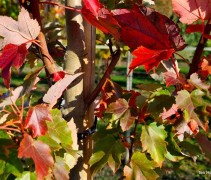 Acer rubrum 'Red Sunset'