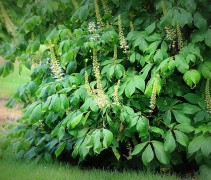 Aesculus parviflora
