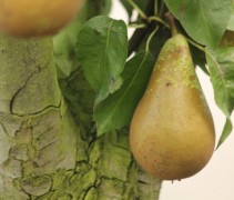 Pyrus communis Conference