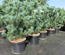Voorbeeld van Pinus parviflora 'Negishi' in pot