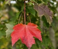 Acer rubrum 'October Glory' - Amerikaanse esdoorn - 3