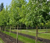 Liquidambar styraciflua 'Worplesdon' - Amberboom - 3