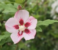 Hibiscus syriacus 'Hamabo' - Altheastruik  'Hamabo' - 1