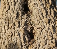 Liquidambar styraciflua - Amberboom - volwassen boom met holtes en schuilplaatsen voor insecten en kleine dieren.