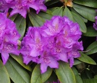 Rhododendron 'Catawbiense Boursault'  - Rododendron 'Catawbiense Boursault'  - 3
