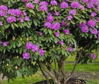 Rhododendron 'Catawbiense Boursault'  - Rododendron 'Catawbiense Boursault'  - 2
