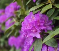 Rhododendron 'Catawbiense Boursault'  - Rododendron 'Catawbiense Boursault'  - 15 mei 2026