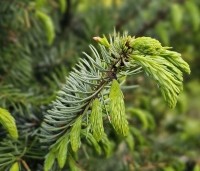 Picea omorika - Servische Spar - 1