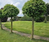 Liquidambar styraciflua 'Gum Ball' - Amberboom 'Gum Ball' - 2