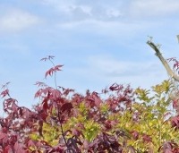 Acer palmatum 'Atropurpureum' - Japanse Esdoorn 'Atropurpureum' - 3