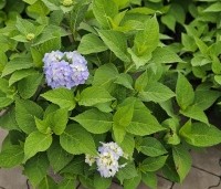 Hydrangea macrophylla Endless Summer Blauw - Bolhortensia - 1