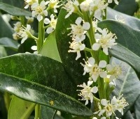 Prunus laurocerasus 'Genolia' - Laurierkers 'Genolia' - 4