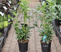 Prunus laurocerasus 'Genolia' - Laurierkers 'Genolia' - 3