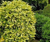 Aucuba jap. 'Variegata' - Broodboom 'Variegata' - 2