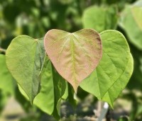 Cercis canadensis - Amerikaanse Judasboom - blad in juli