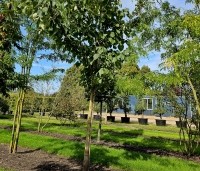 Idesia polycarpa - Oranjekers - 1