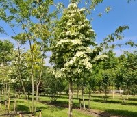 cornus kousa var chinensis - cornus kousa var chinensis - 1