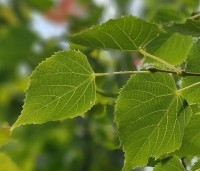 Tilia mongolica 'Buda' - Mongoolse Lindeboom - 1