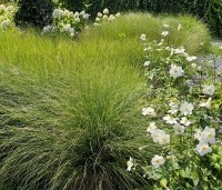 Pennisetum alopecuroides 'Hameln' - Lampenpoetsersgras 'Hameln' - 3