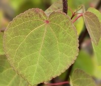 Cercidiphyllum japonicum  - Katsuraboom - 1