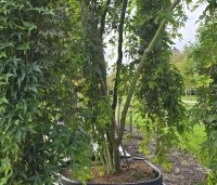 Acer palm. 'Ryusen' - Acer palm. 'Ryusen' - 2