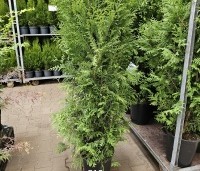 Thuja occidentalis 'Brabant' - Westerse Levensboom - 2