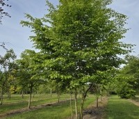 Carpinus betulus - Haagbeuk - 1