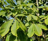 Aesculus pavia - Rode Pavia - nazomer