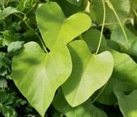 Aristolochia durior - Pijpbloem - 1