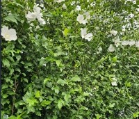 Hibiscus syriacus 'Totus albus' - Altheastruik 'Totus albus' - 1