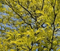 Gleditsia triacanthos 'Sunburst' - Valse christusdoorn - 1